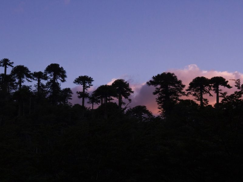 ARAUCARIA NOCHE